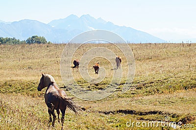 Horses graze near the mountain in the pasture in the autumn Stock Photo