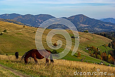 Horses graze near the mountain in the pasture in the early autumn. Honed horses graze in a pasture in the mountains Stock Photo