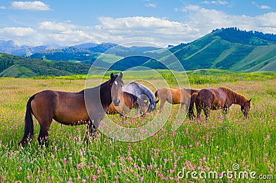 Horses are grazed on a meadow Stock Photo