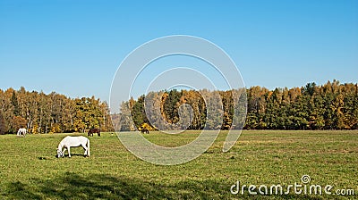 The horses grazed on a meadow Stock Photo