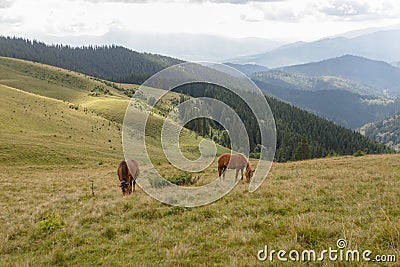 Horses grazed on a mountain pasture against mountains Stock Photo