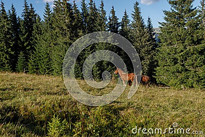 Horses grazed on a mountain pasture against mountains Stock Photo