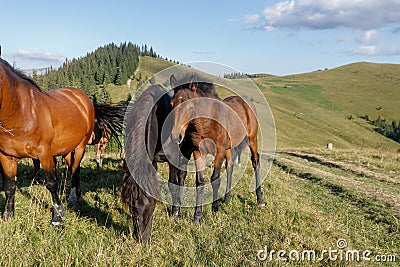 Horses grazed on a mountain pasture against mountains Stock Photo