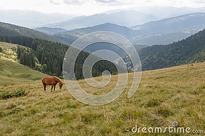 Horses grazed on a mountain pasture against mountains Stock Photo