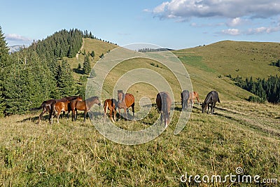 Horses grazed on a mountain pasture against mountains Stock Photo