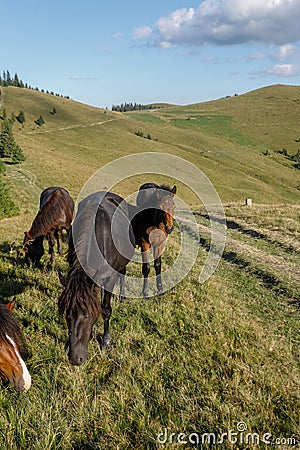 Horses grazed on a mountain pasture against mountains Stock Photo