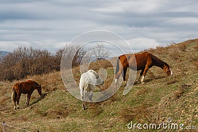 Horses grazed on a mountain slope Stock Photo