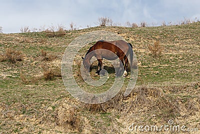 Horses grazed on a mountain slope Stock Photo