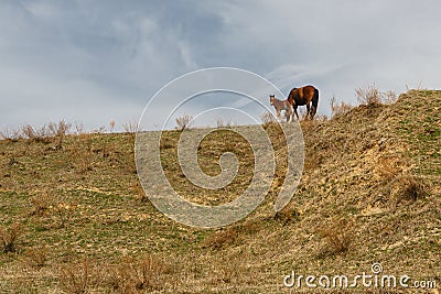 Horses grazed on a mountain slope Stock Photo