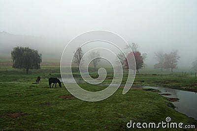 Horses Grazing Stock Photo