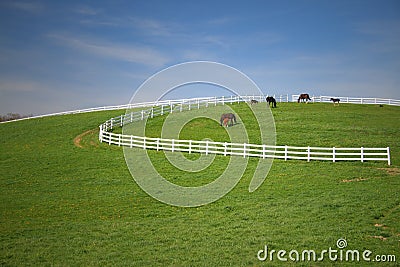 HORSES GRAZING Stock Photo