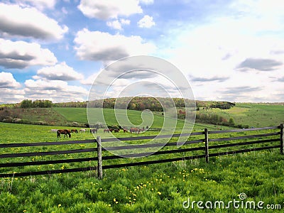 Horses grazing Stock Photo