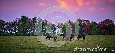 Horses grazing at dusk in a open field Stock Photo