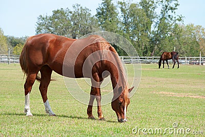 Horses grazing in a field Stock Photo