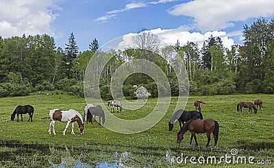 Horses Grazing Stock Photo