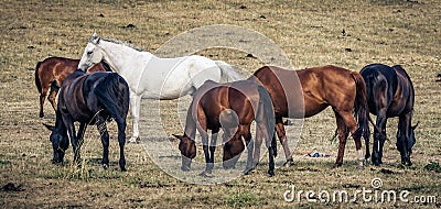 Horses grazing in field Stock Photo