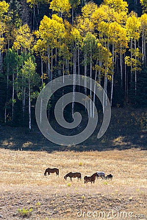 Horses grazing in a field near aspen trees in the fall. Stock Photo