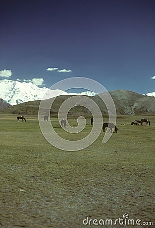 Horses grazing on flat steppes Stock Photo