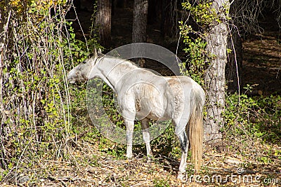 Horses grazing in freedom Stock Photo