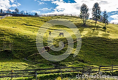 Horses grazing on the gassy slope near the trees Stock Photo