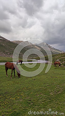 Horses grazing in Lulusar-Dudipatsar National park, Kaghan valley, Pakistan Stock Photo