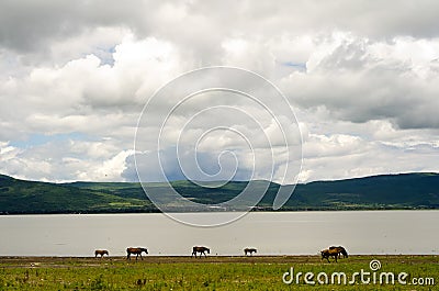 Horses grazing by mountain Stock Photo