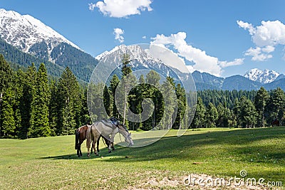 Horses grazing, mountain landscape Stock Photo