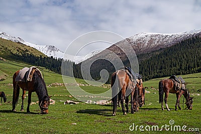 Horses grazing in a mountain valley on a background of snow-capped peaks and pine-covered hills. Stock Photo