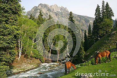 Horses grazing in the mountains Stock Photo