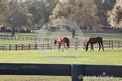 Horses grazing in pasture Stock Photo