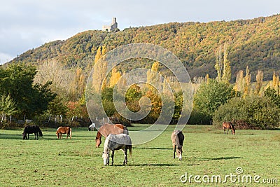 Horses grazing in a pasture in autumn. Stock Photo