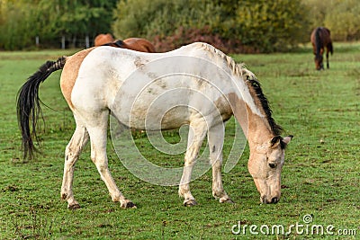 Horses grazing in a pasture in autumn. Stock Photo