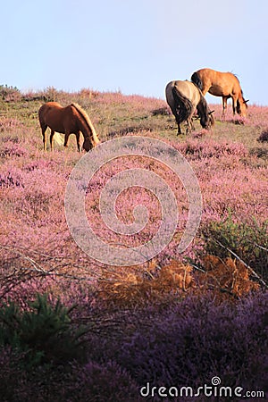 Horses grazing in purple blooming heather field.