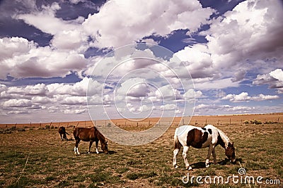 Horses grazing in Southwestern Colorado Stock Photo