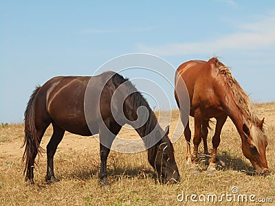 Horses grazing on the steppe. Stock Photo