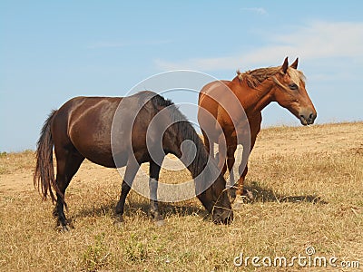 Horses grazing on the steppe. Stock Photo