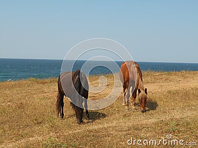 Horses grazing on the steppe. Stock Photo