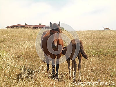 Horses grazing on the steppe. Foal with his mother horse. Stock Photo