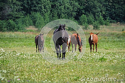 horses on a green meadow free, summer, sun Stock Photo