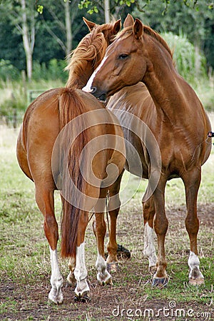 Horses grooming each other Stock Photo