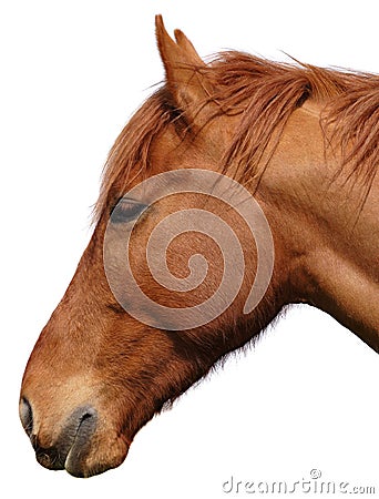 Horses head cutout on white Stock Photo