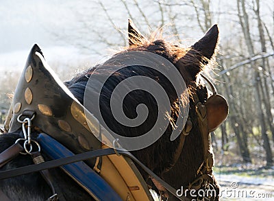 Horses head with dishes in the sunshine Stock Photo