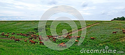 Nature field summer green landscape meadow farm grass pasture animal horse horses rural beautiful brown ranch stallion outdoor Stock Photo