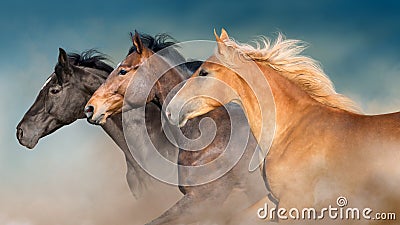 Horses herd portrait in motion Stock Photo