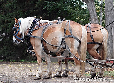 Horses Hitched To Wagon Stock Photo