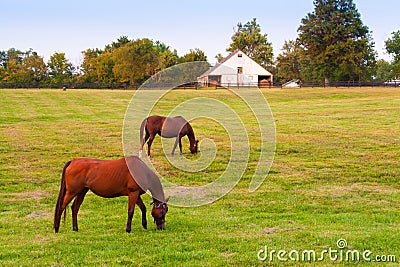 Horses at horse farm. Country summer landscape Stock Photo