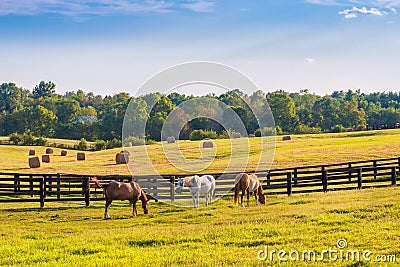 Horses at horse farm. Country summer landscape Stock Photo