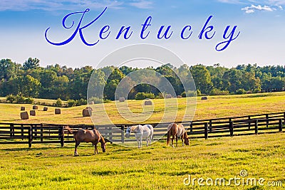 Horses at horse farm. Country summer landscape Stock Photo