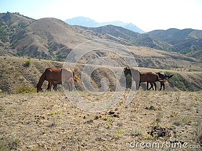 Horses horses run through the steppe wind nature freedom Stock Photo