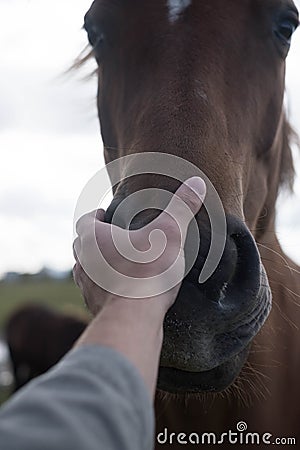 Horses and humans. portrait of horse. man touches a horse head. Touch of the friendship between man and horse in the stable. Stock Photo